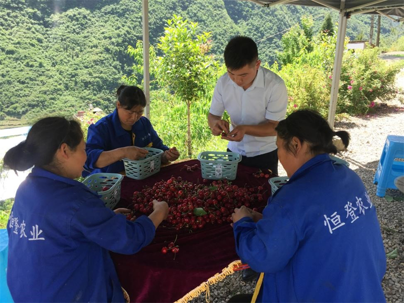朱恒精心挑选车厘子.jpg